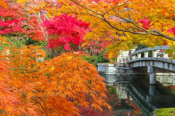 Jardin du temple Eikando à Kyoto, durant le momijigari (koyo)