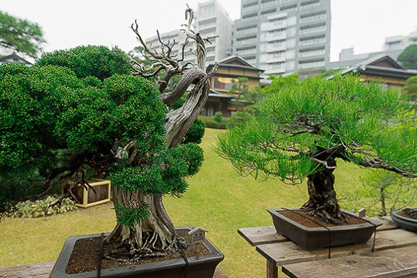 Tokyo, Happo-en - Exposition de bonsai