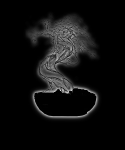 Bonsaï - forme de style bankan