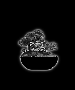 Bonsaï - forme de style bonkei-saikei