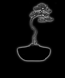 Bonsaï - forme de style bunjingi