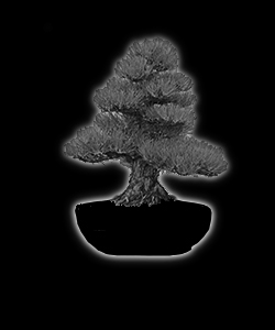 Bonsaï - forme de style chokkan