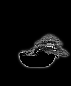 Bonsaï - forme de style han-kengai