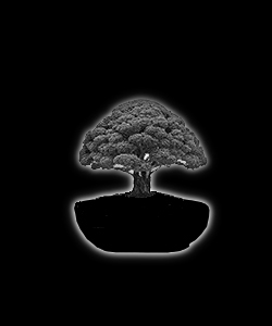 Bonsaï - forme de style hokidachi