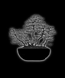 Bonsaï - forme de style ikadabuki