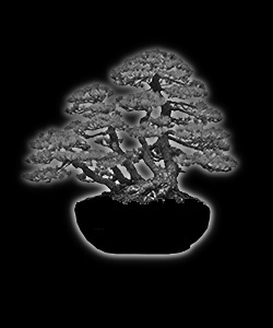 Bonsaï - forme de style kabudachi