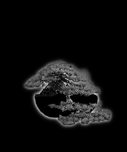 Bonsaï - forme de style kengai