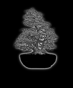 Bonsaï - forme de style korabuki