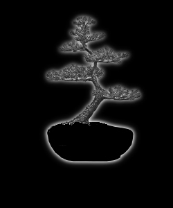 Bonsaï - forme de style moyogi