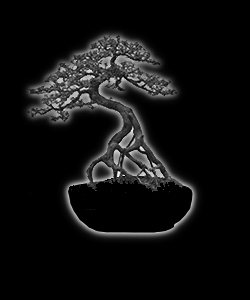 Bonsaï - forme de style neagari