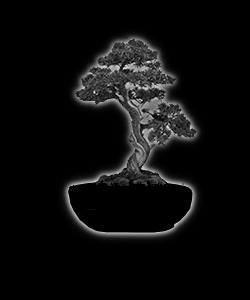 Bonsaï - forme de style nejikan