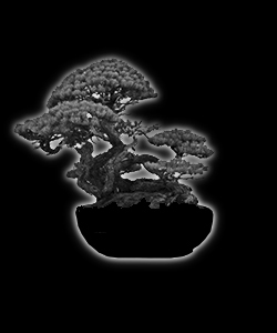 Bonsaï - forme de style netsunagari