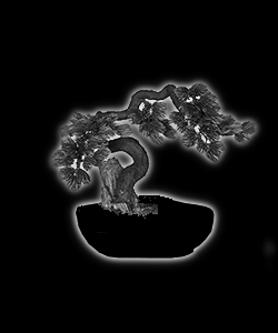 Bonsaï - forme de style sekijoju