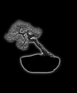 Bonsaï - forme de style shakan