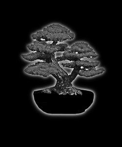 Bonsaï - forme de style sokan