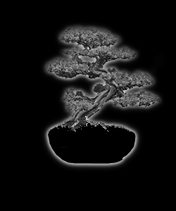 Bonsaï - forme de style takozukuri